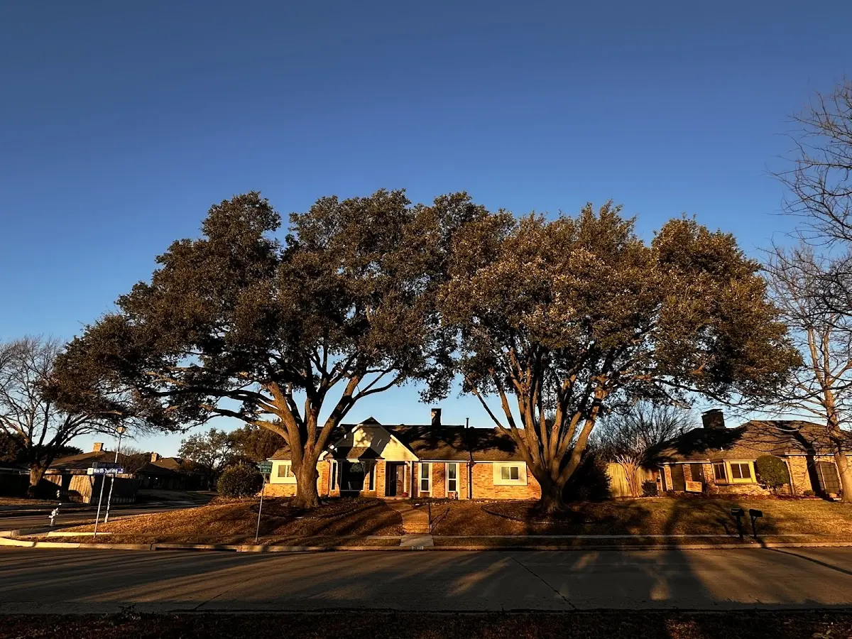 Established residential canopy tree shading a home in Escondido